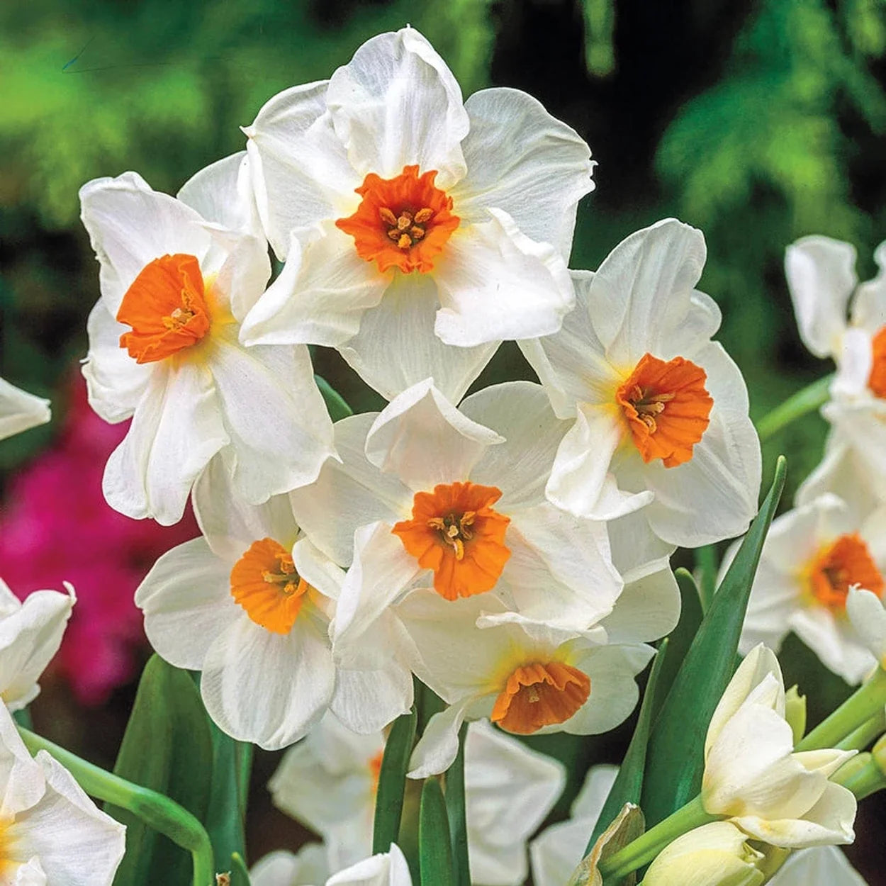 Geranium Daffodil