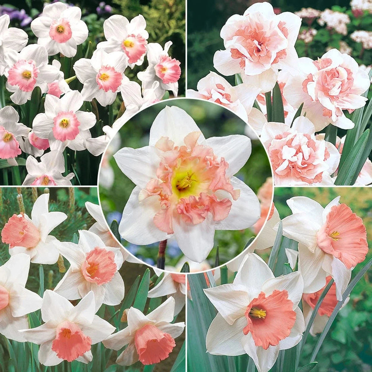 Pink Collection Daffodil