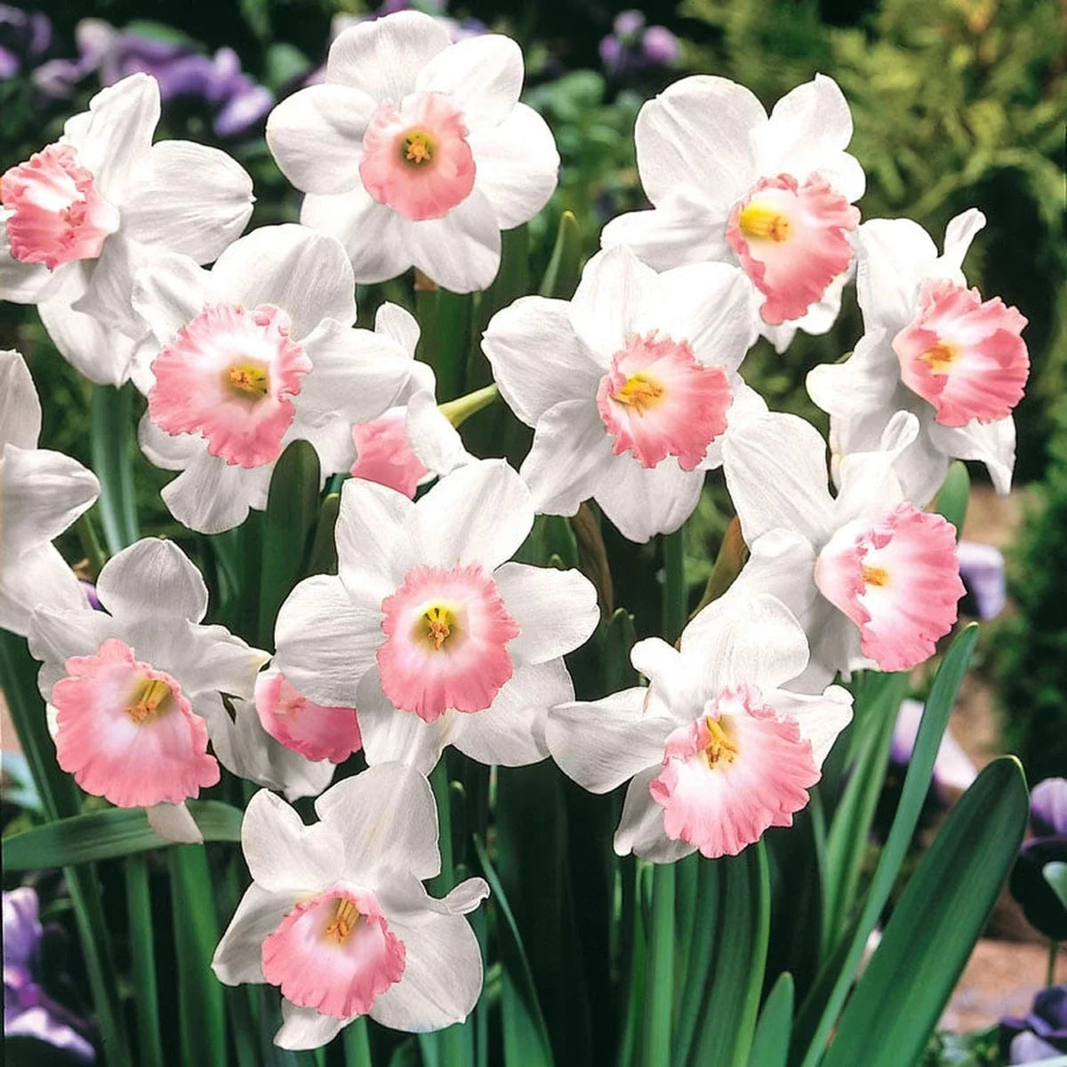 Pink Collection Daffodil