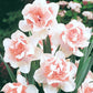 Pink Collection Daffodil