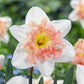 Pink Collection Daffodil
