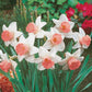 Pink Collection Daffodil