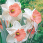 Pink Collection Daffodil