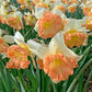 Easter Party Daffodil
