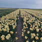 Easter Party Daffodil