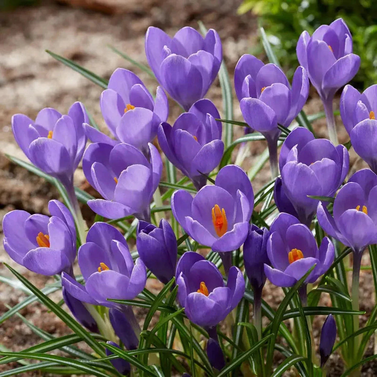 Aqua Giant Snow Crocus