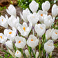 Ice Queen Giant Snow Crocus