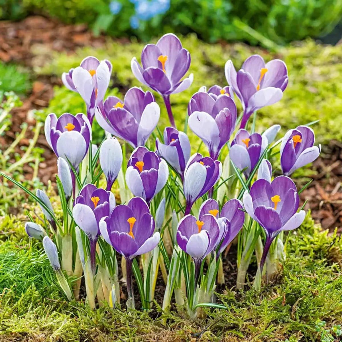 Whale Shark Giant Snow Crocus