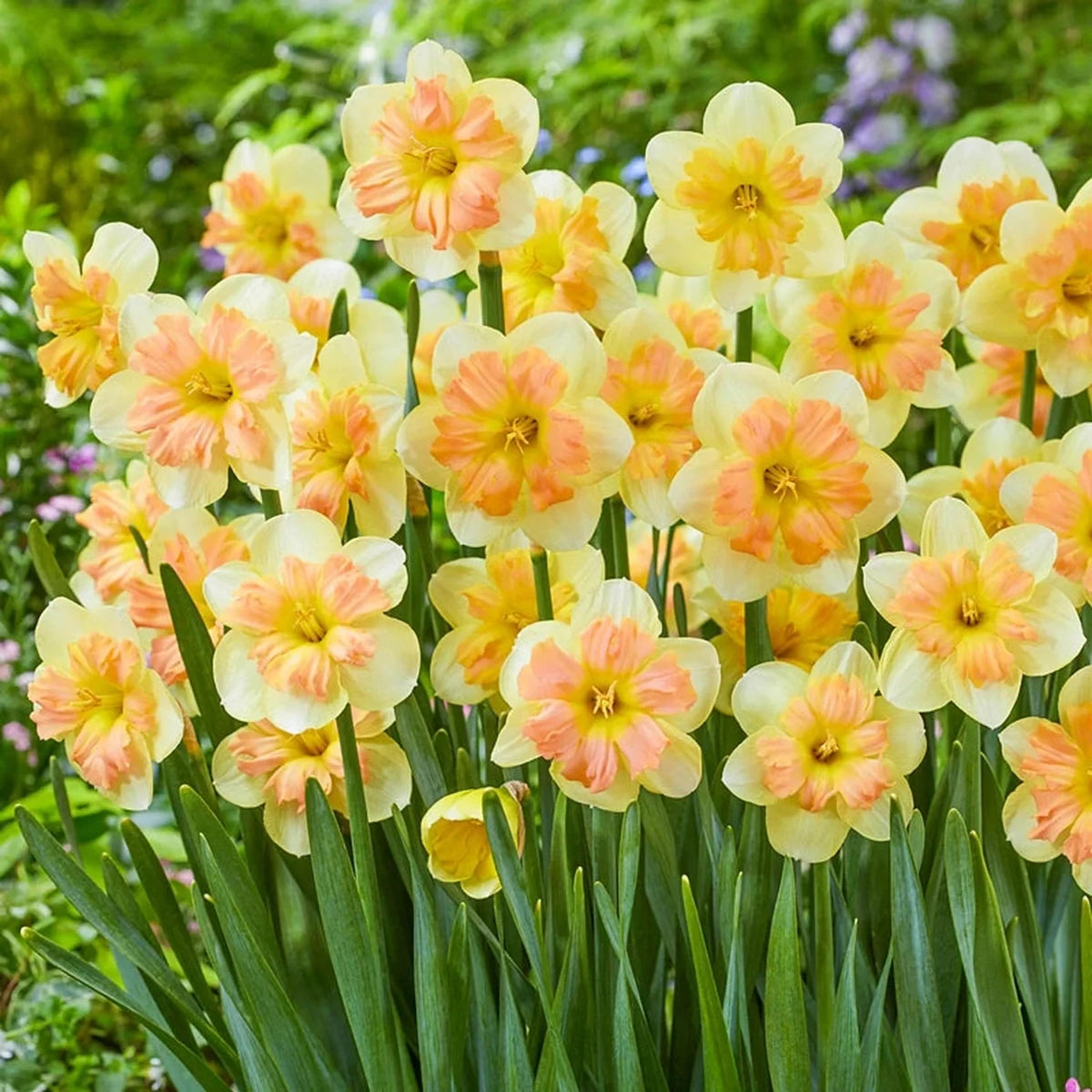 Peachy Dream Daffodil