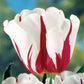 Carnaval De Rio Tulip