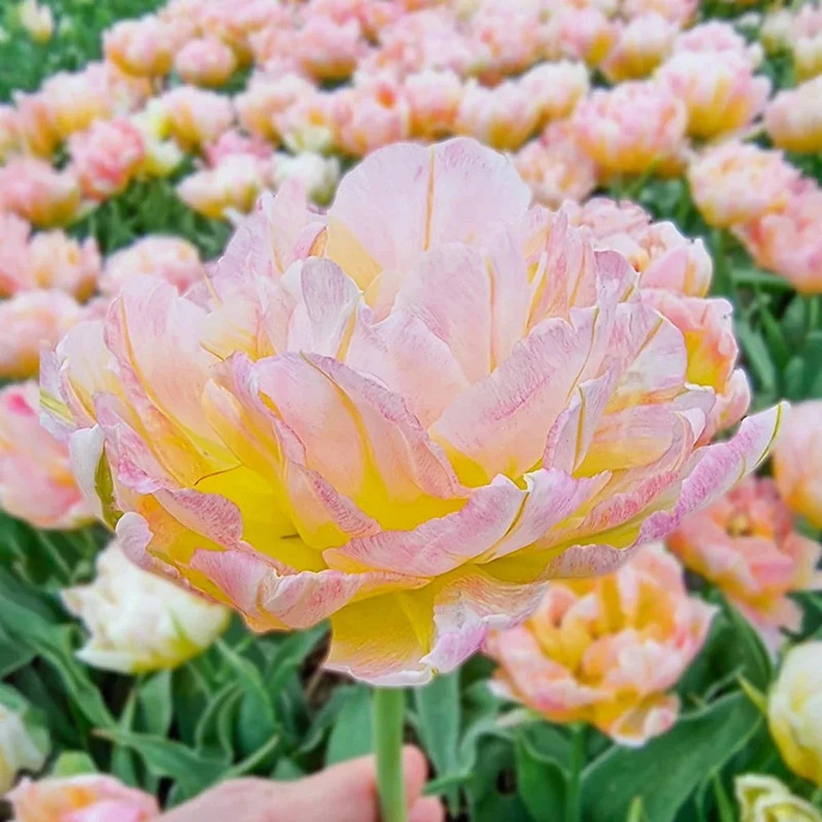 Password Tulip