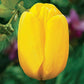Garden Pillar Tulip Collection