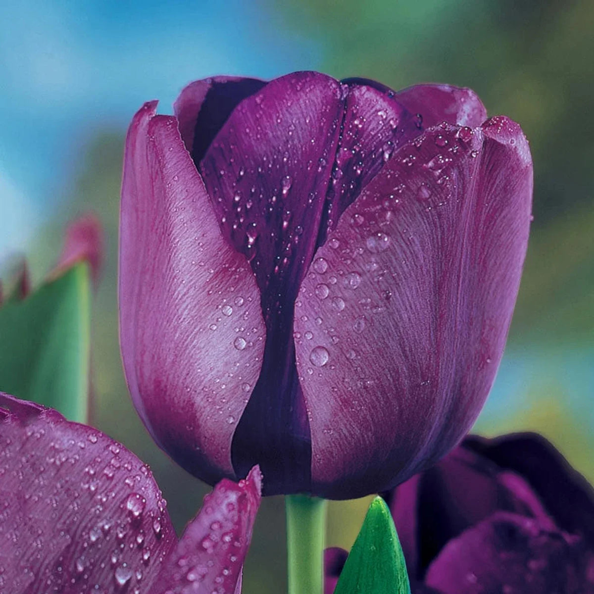 Garden Pillar Tulip Collection