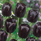 Garden Pillar Tulip Collection