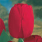 Garden Pillar Tulip Collection