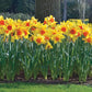 Amazing Naturalizing Daffodil Collection