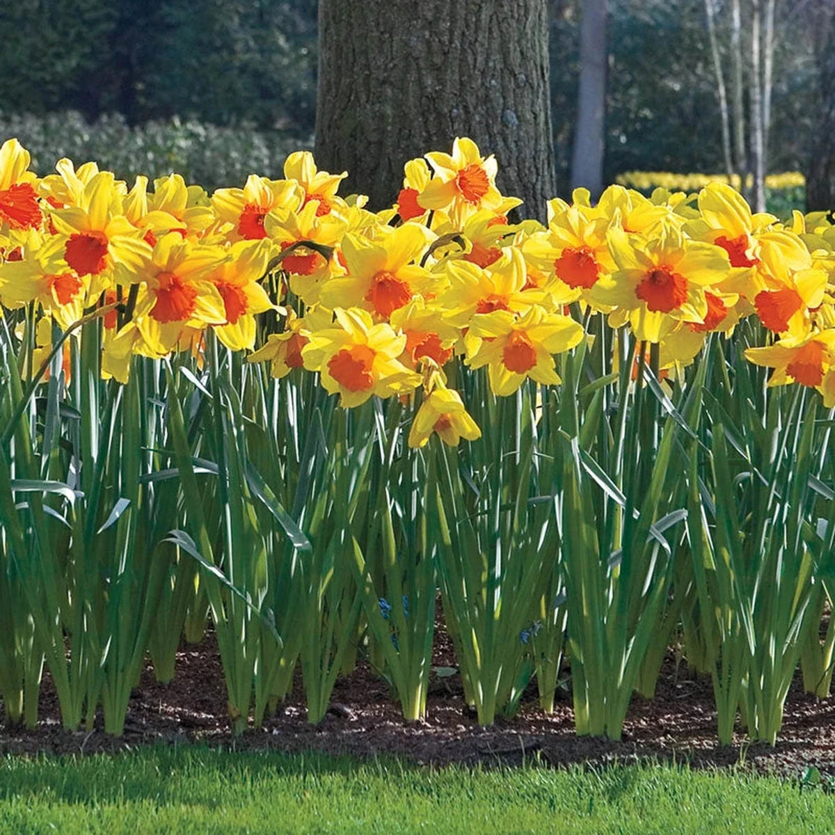 Amazing Naturalizing Daffodil Collection