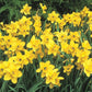 Amazing Naturalizing Daffodil Collection