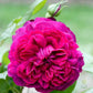 William Shakespeare Rose Seedlings Flower Seeds Perennial Growing Bonsai Corms Tubers Potted Planting Reblooming Fragrant Garden Roots Rhizomes Species Blooms Plant Bulbs Gardening Tree