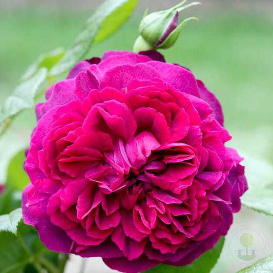 William Shakespeare Rose Seedlings Flower Seeds Perennial Growing Bonsai Corms Tubers Potted Planting Reblooming Fragrant Garden Roots Rhizomes Species Blooms Plant Bulbs Gardening Tree