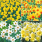 Best Daffodils for Naturalizing Collection