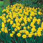 Best Daffodils for Naturalizing Collection