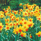 Best Daffodils for Naturalizing Collection