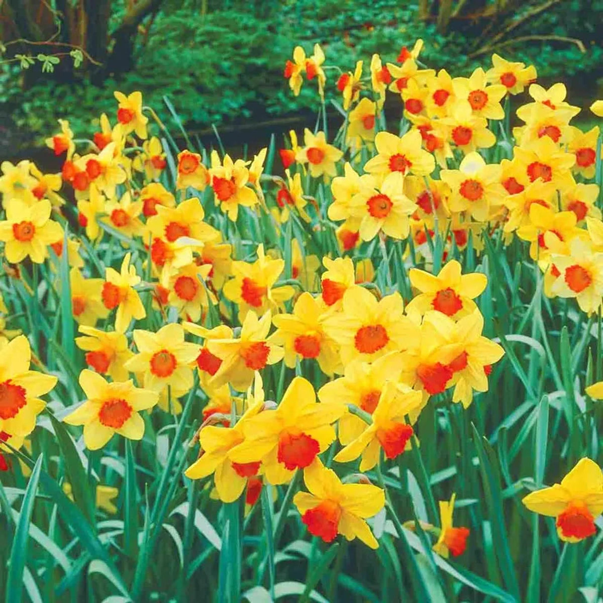 Best Daffodils for Naturalizing Collection