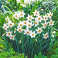Best Daffodils for Naturalizing Collection