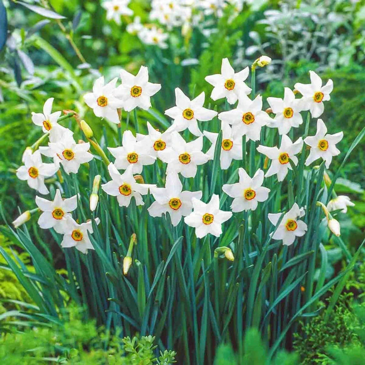 Best Daffodils for Naturalizing Collection