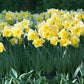 Best Daffodils for Naturalizing Collection