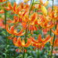 Sunny Morning Turks Cap Lily