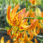 Sunny Morning Turk's Cap Lily