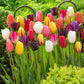 Single Late Tulip Mixture