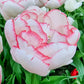 Wild Romance Tulip