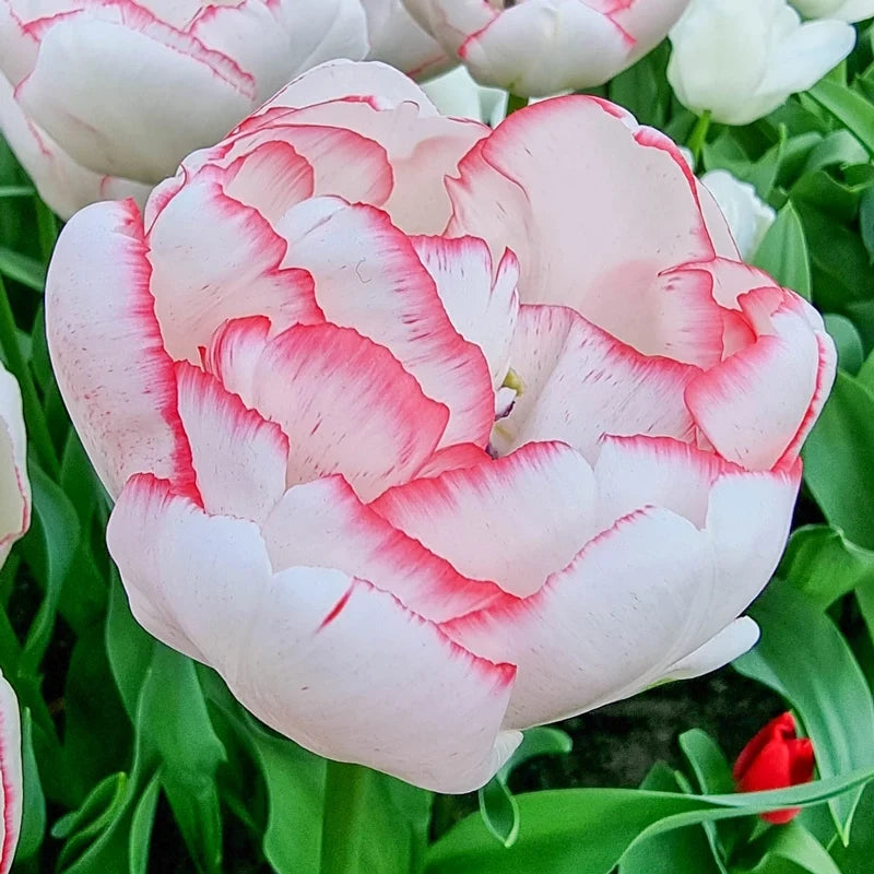 Wild Romance Tulip