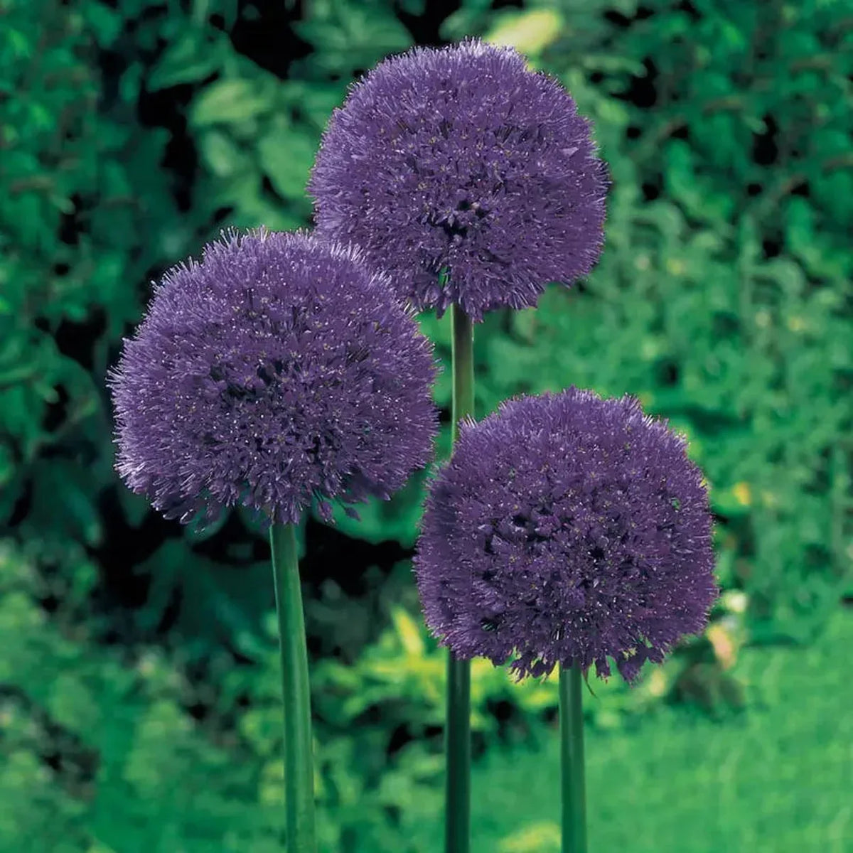 Persian Blue  Allium