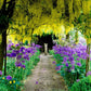 Persian Blue  Allium