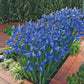 Discovery Dutch Iris