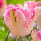Cabanna Parrot Tulip