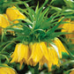 Maxima Lutea Crown Imperial