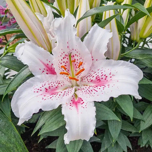 Muscadet Oriental Carpet Border Lily