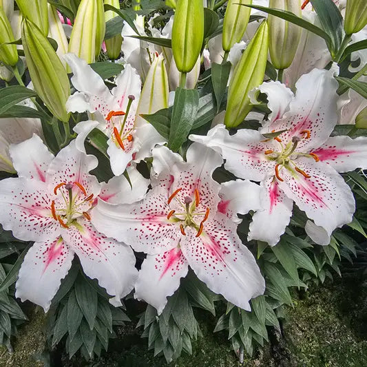Muscadet Oriental Carpet Border Lily