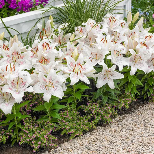 Muscadet Oriental Carpet Border Lily