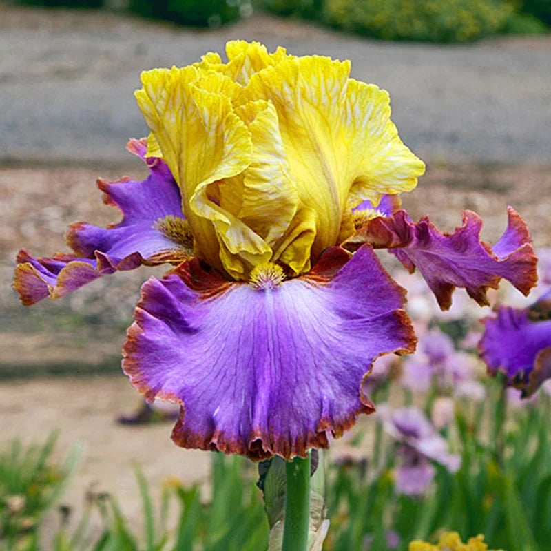 Men are from Mars Bearded Iris