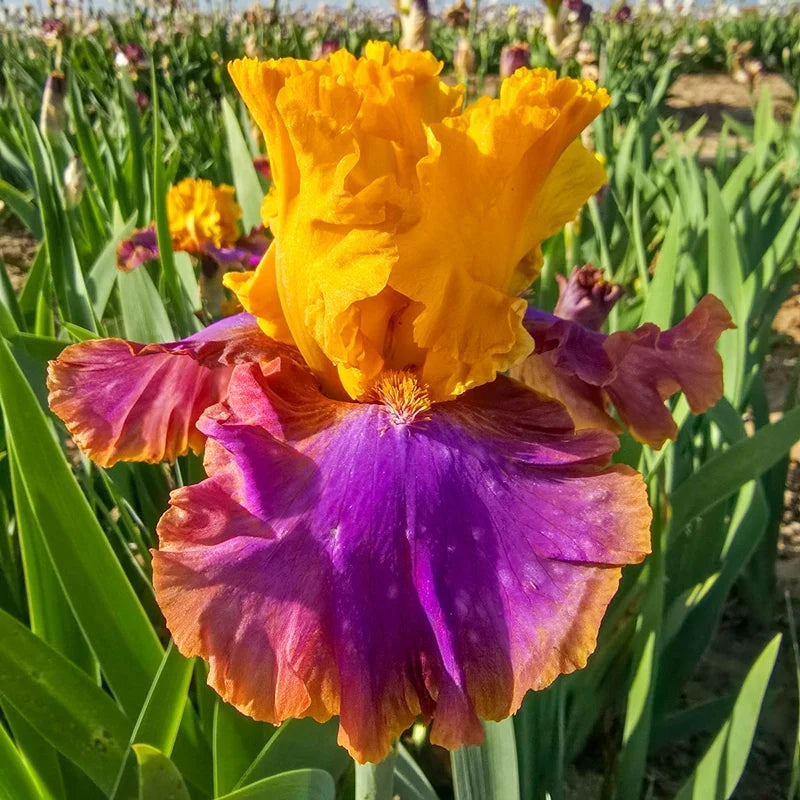 Men are from Mars Bearded Iris