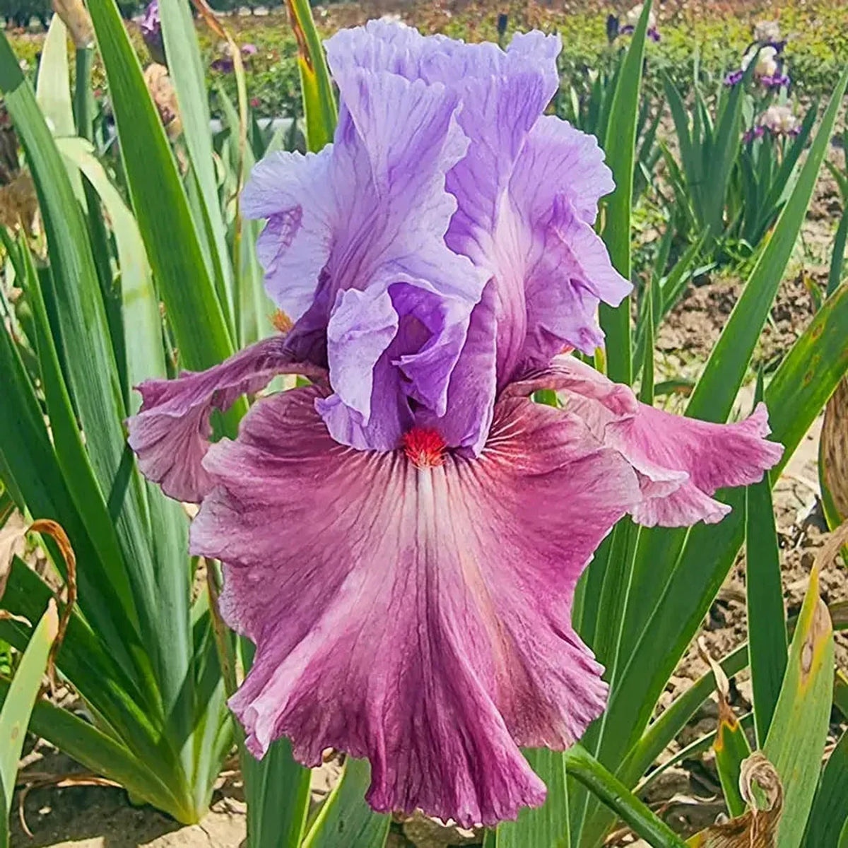 Chasing Destiny Bearded Iris