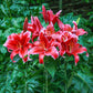 Red Flash Lily