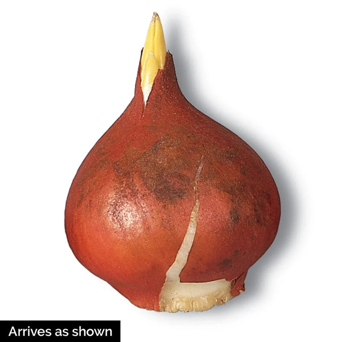 WOW! Deluxe Perennial Tulip Mixture