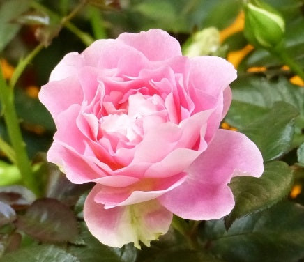 Borneo Odore Rose Seedlings Flower Seeds Perennial Growing Bonsai Corms Tubers Potted Planting Reblooming Fragrant Garden Roots Rhizomes Species Blooms Plant Bulbs Gardening Tree